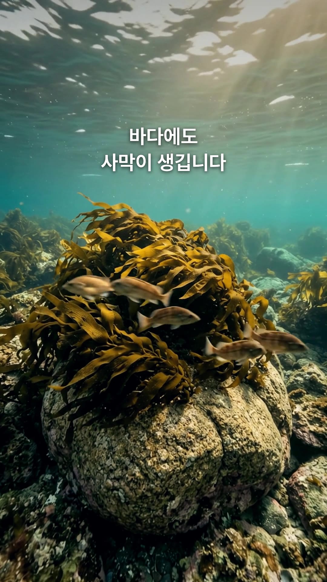Scene 1 · Kelp forest: Deserts form in the sea, too. It starts with one boulder full of kelp and fish.