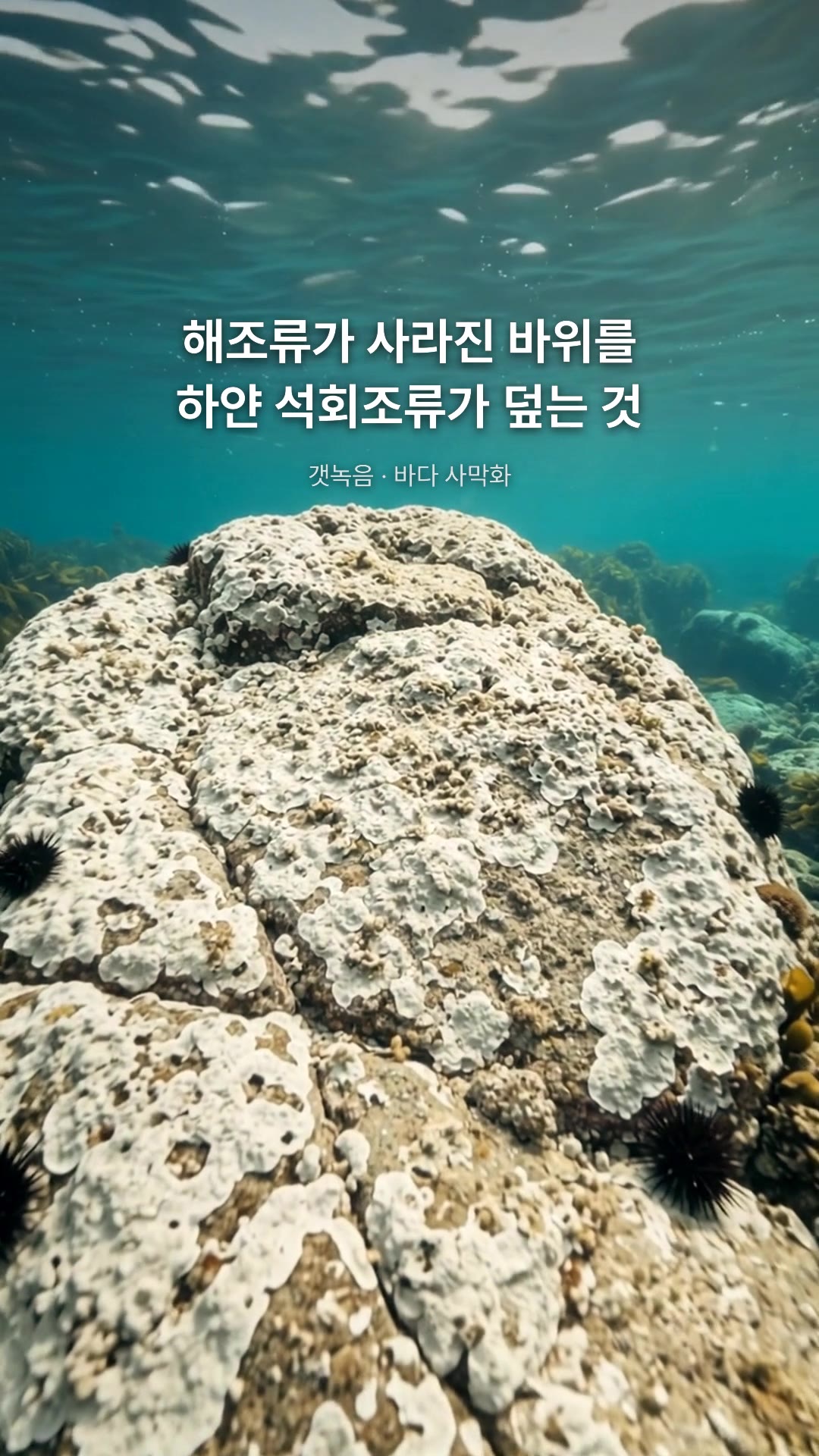 Scene 2 · The barren: Kelp disappears and white coralline algae covers the rock: a sea barren.