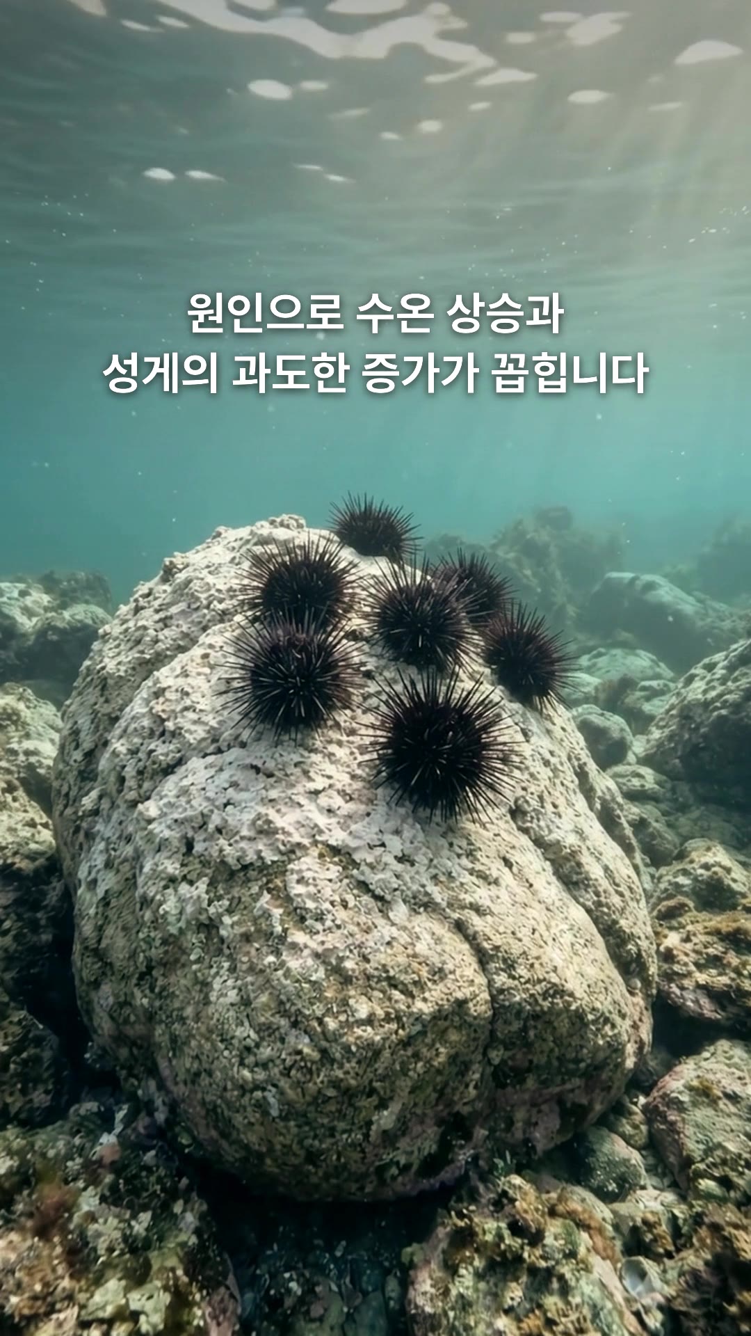 Scene 3 · Causes: Rising water temperature and too many sea urchins are named as the main causes.
