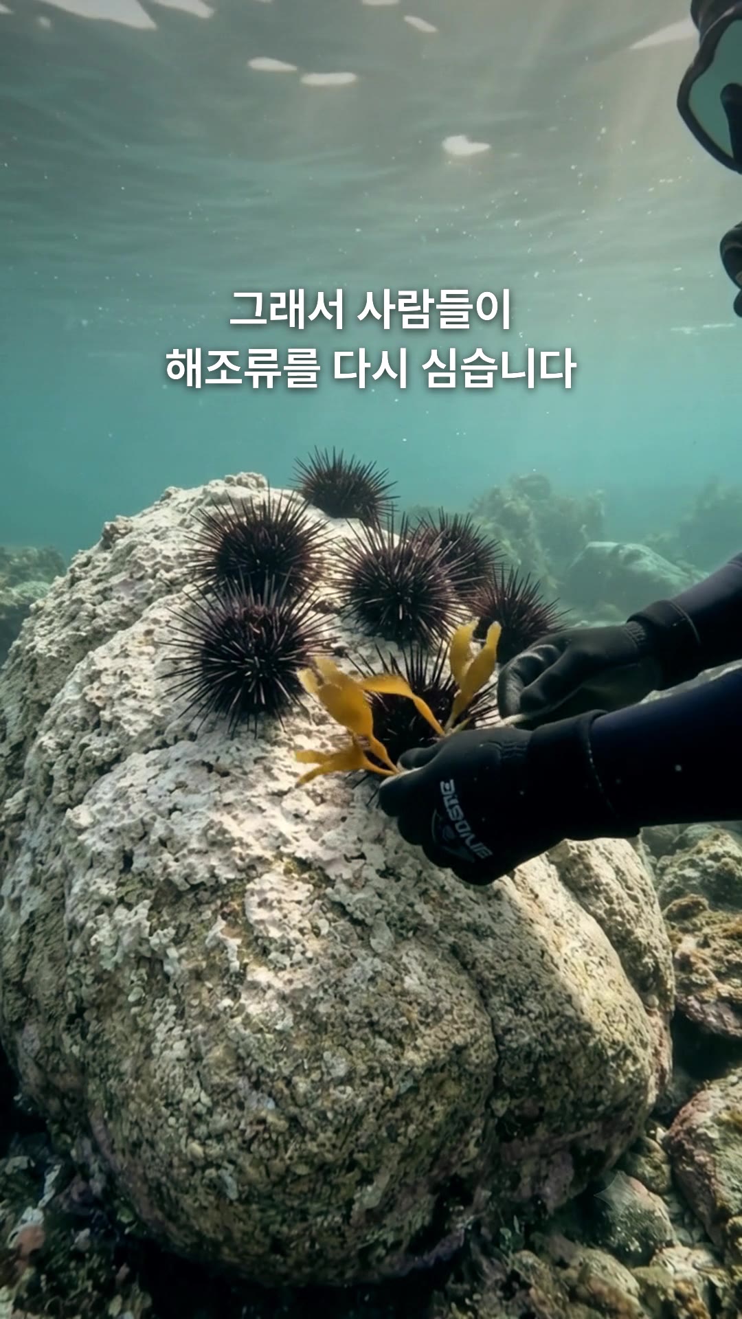 Scene 4 · Replanting: So people plant seaweed again.